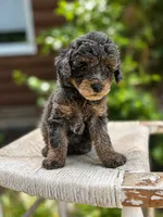Toy Poodle Male , a male Poodle - Toy  for sale in Arley, AL – 1 of 1