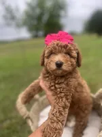 Pink bow Maltipoo, a female Maltipoo for sale in Arley, AL – 1 of 6