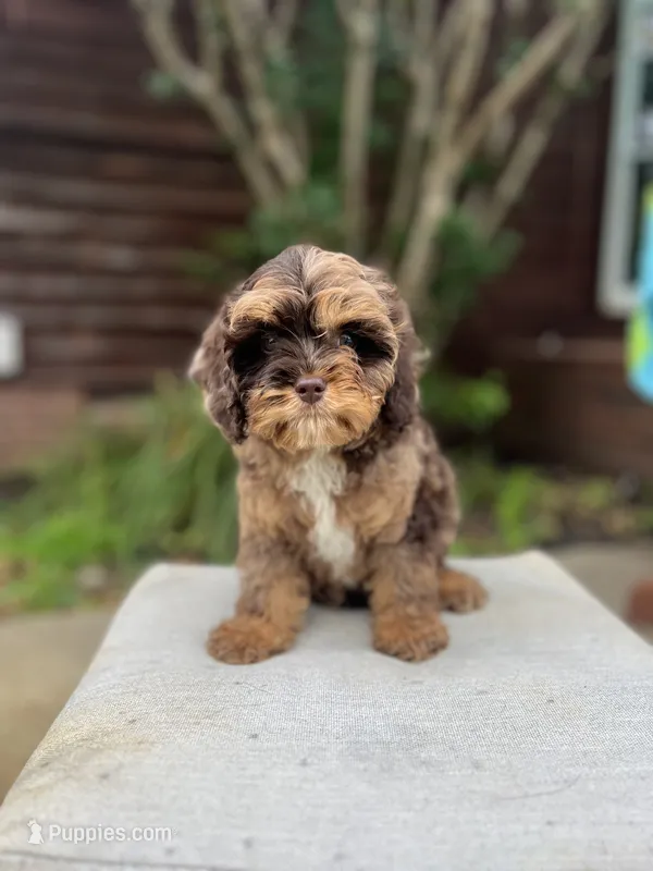 Brooks  – Cavapoo puppy for sale in Arley, AL