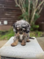 Rhett, a male Cavapoo for sale in Arley, AL – 6 of 6