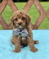 Beau, a male Cavapoo for sale in Arley, AL – 1 of 1