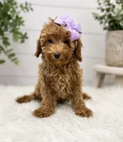 Lila, a female Poodle - Toy  for sale in Arley, AL – 1 of 1