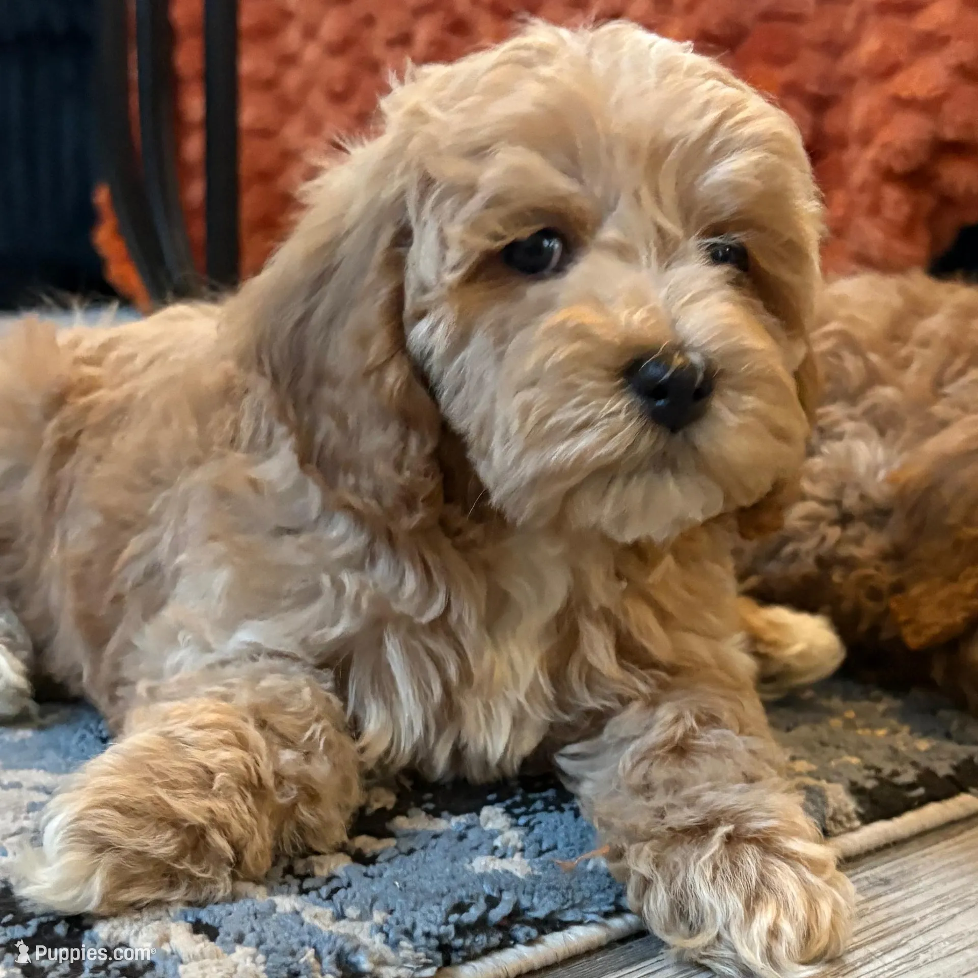 Bagel , a female Cockapoo for sale in Las Vegas, NV – Photo 4 of 4