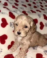 Bagel , a female Cockapoo for sale in Las Vegas, NV – Photo 2 of 4