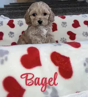 Bagel , a female Cockapoo for sale in Las Vegas, NV – Photo 3 of 4