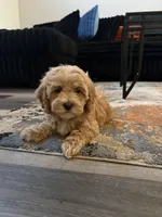 Bagel , a female Cockapoo for sale in Las Vegas, NV – Photo 1 of 4
