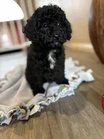 Pepper, a female Cockapoo for sale in Las Vegas, NV – Photo 1 of 3