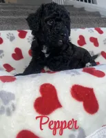 Pepper, a female Cockapoo for sale in Las Vegas, NV – Photo 3 of 3