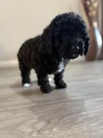 Pepper, a female Cockapoo for sale in Las Vegas, NV – Photo 2 of 3