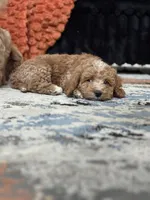 Pickles , a male Cockapoo for sale in Las Vegas, NV – Photo 2 of 4