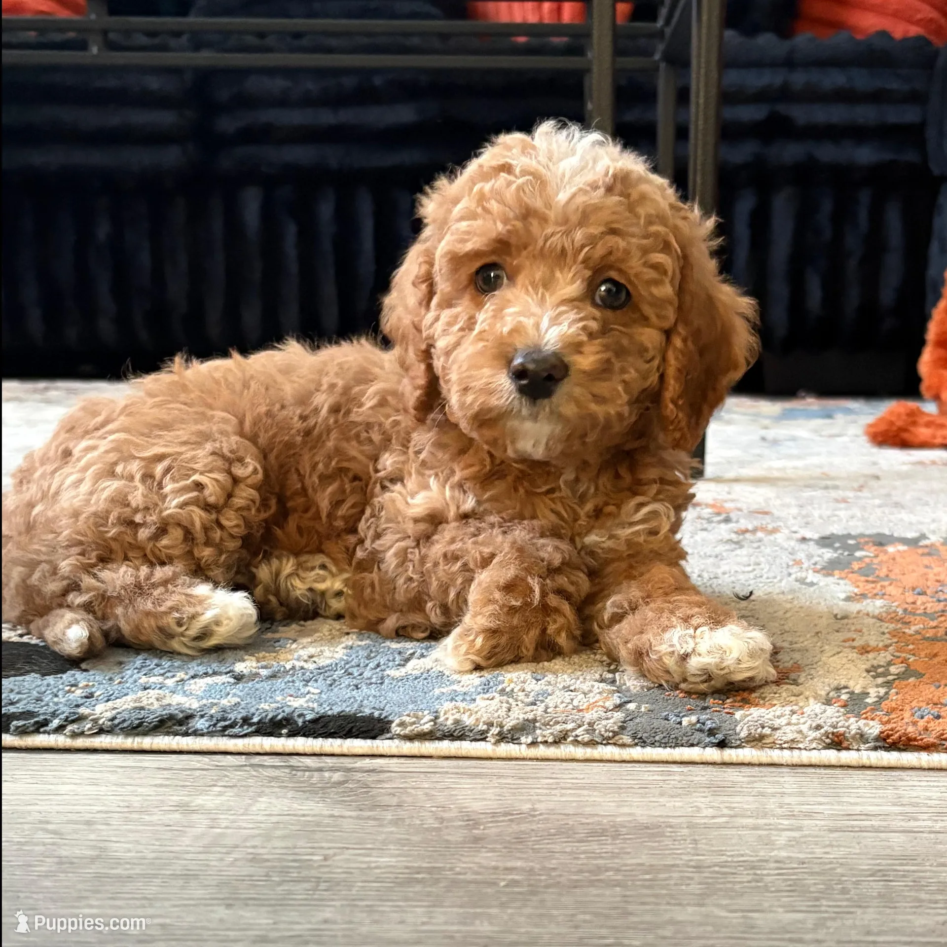 Pickles  – Cockapoo puppy for sale in Las Vegas, NV