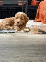 Pickles , a male Cockapoo for sale in Las Vegas, NV – Photo 4 of 4