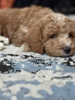 Pickles , a male Cockapoo for sale in Las Vegas, NV – Photo 3 of 4
