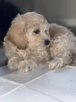 Poppy, a male Cockapoo for sale in Las Vegas, NV – Photo 3 of 3