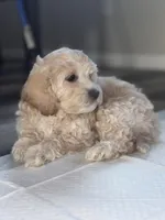 Poppy, a male Cockapoo for sale in Las Vegas, NV – Photo 2 of 3