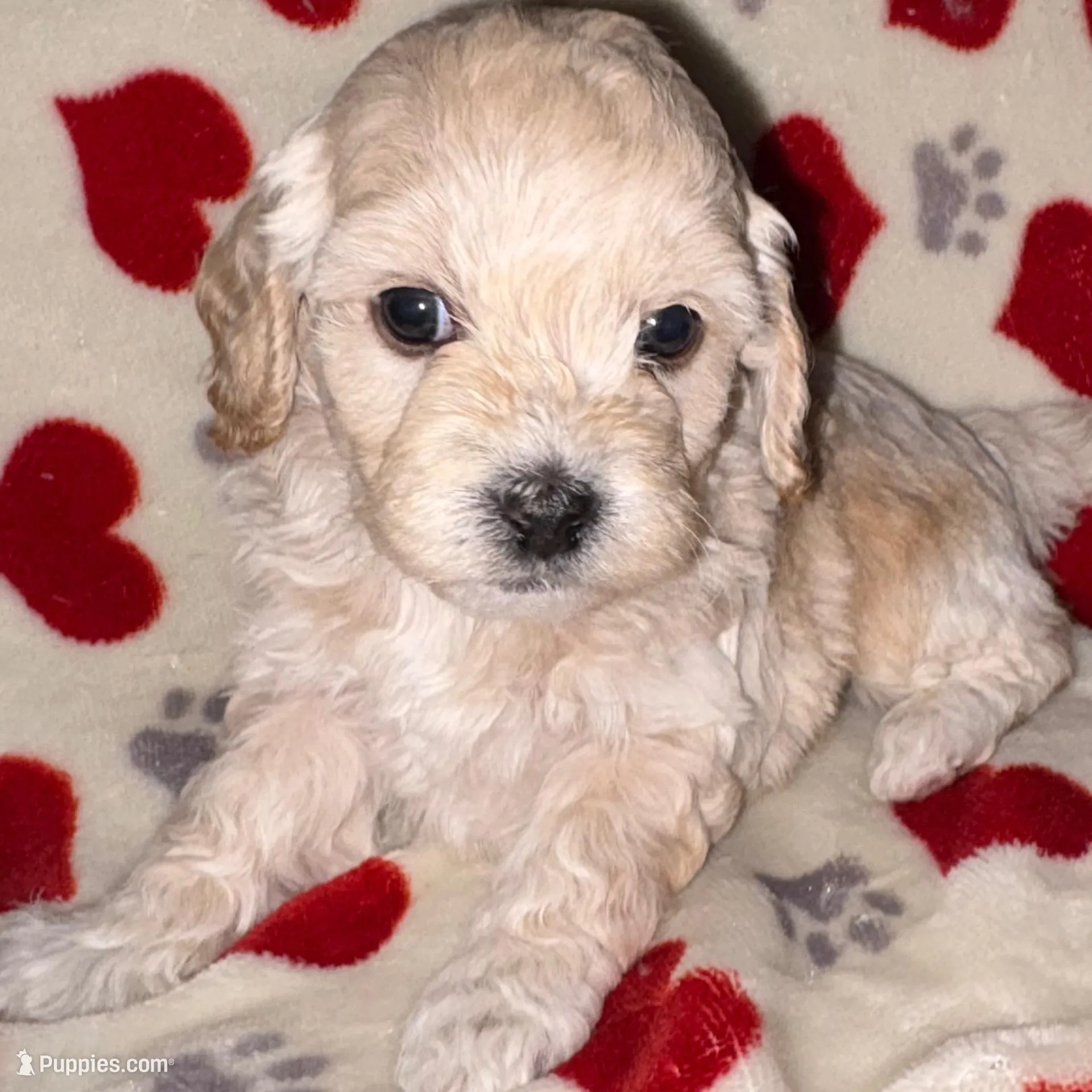 Poppy, a male Cockapoo for sale in Las Vegas, NV – Photo 1 of 3