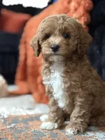 Nugget, a male Cockapoo for sale in Las Vegas, NV – Photo 3 of 6