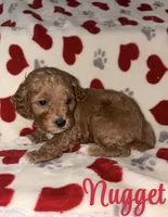 Nugget, a male Cockapoo for sale in Las Vegas, NV – Photo 4 of 6