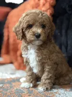 Nugget, a male Cockapoo for sale in Las Vegas, NV – Photo 1 of 6