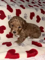 Nugget, a male Cockapoo for sale in Las Vegas, NV – Photo 6 of 6