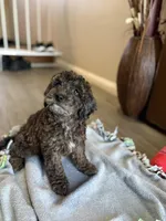 Pretzel, a female Cockapoo for sale in Las Vegas, NV – Photo 3 of 6