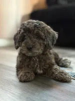 Pretzel, a female Cockapoo for sale in Las Vegas, NV – Photo 6 of 6