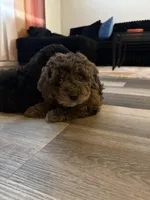 Pretzel, a female Cockapoo for sale in Las Vegas, NV – Photo 5 of 6