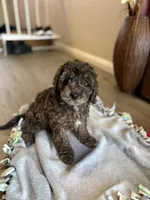 Pretzel, a female Cockapoo for sale in Las Vegas, NV – Photo 4 of 6