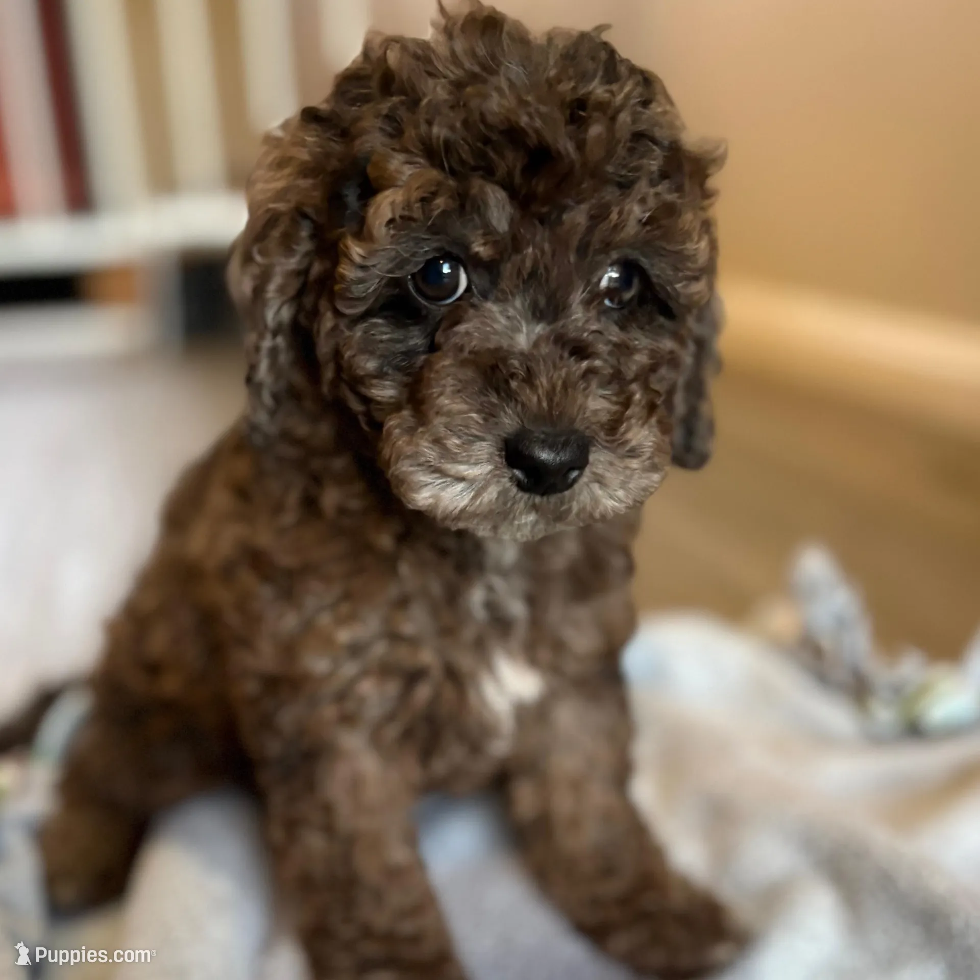 Pretzel, a female Cockapoo for sale in Las Vegas, NV – Photo 2 of 6