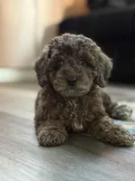 Pretzel, a female Cockapoo for sale in Las Vegas, NV – Photo 1 of 6