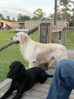 Christmas Puppies, a  Golden Retriever and English Cream Golden Retriever for sale in Lake Placid, FL – 7 of 9