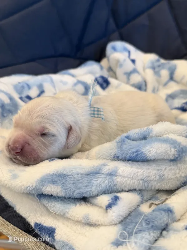 Christmas Puppies – Golden Retriever, English Cream Golden Retriever puppy for sale in Lake Placid, FL