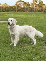 Christmas Puppies, a  Golden Retriever and English Cream Golden Retriever for sale in Lake Placid, FL – 2 of 9