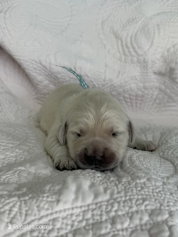 Christmas Puppies – Golden Retriever, English Cream Golden Retriever puppy for sale in Lake Placid, FL