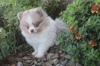 Pretty girl , a female Pomeranian for sale in Sallisaw, OK – 3 of 4