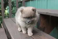 Jeffery, a male Pomeranian for sale in Sallisaw, OK – 8 of 10