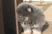 Jasper , a male Pomeranian for sale in Sallisaw, OK – 4 of 4