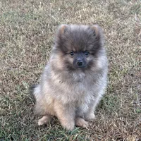 Jeffery, a male Pomeranian for sale in Sallisaw, OK – 4 of 10