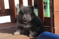 Janet, a female Pomeranian for sale in Sallisaw, OK – 3 of 4