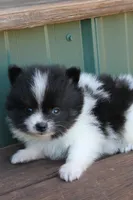 Blqck and White Boy, a male Pomeranian for sale in Sallisaw, OK – 3 of 4