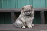 Jeffery, a male Pomeranian for sale in Sallisaw, OK – 6 of 10