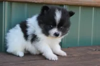 Blqck and White Boy, a male Pomeranian for sale in Sallisaw, OK – 4 of 4