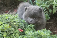 Blue Man, a male Pomeranian for sale in Sallisaw, OK – 2 of 4
