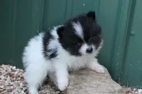 Blqck and White Boy, a male Pomeranian for sale in Sallisaw, OK – 1 of 4