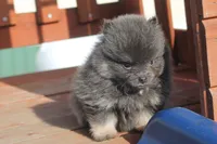 Jasper , a male Pomeranian for sale in Sallisaw, OK – 2 of 4