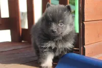 Janet, a female Pomeranian for sale in Sallisaw, OK – 2 of 4