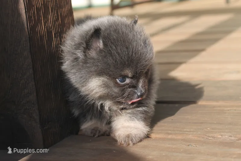 Jasper  – Pomeranian puppy for sale in Sallisaw, OK