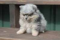 Little man, a male Pomeranian for sale in Sallisaw, OK – 3 of 5