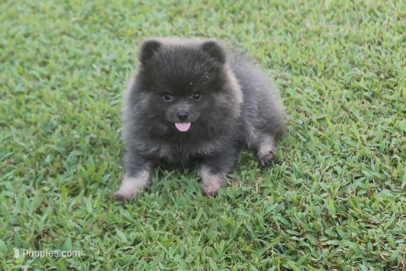 Jessica – Pomeranian puppy for sale in Sallisaw, OK