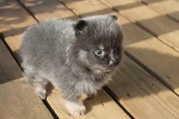 Jessica, a female Pomeranian for sale in Sallisaw, OK – 4 of 4
